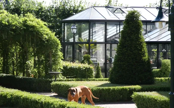 drivhus i baggrund og hund